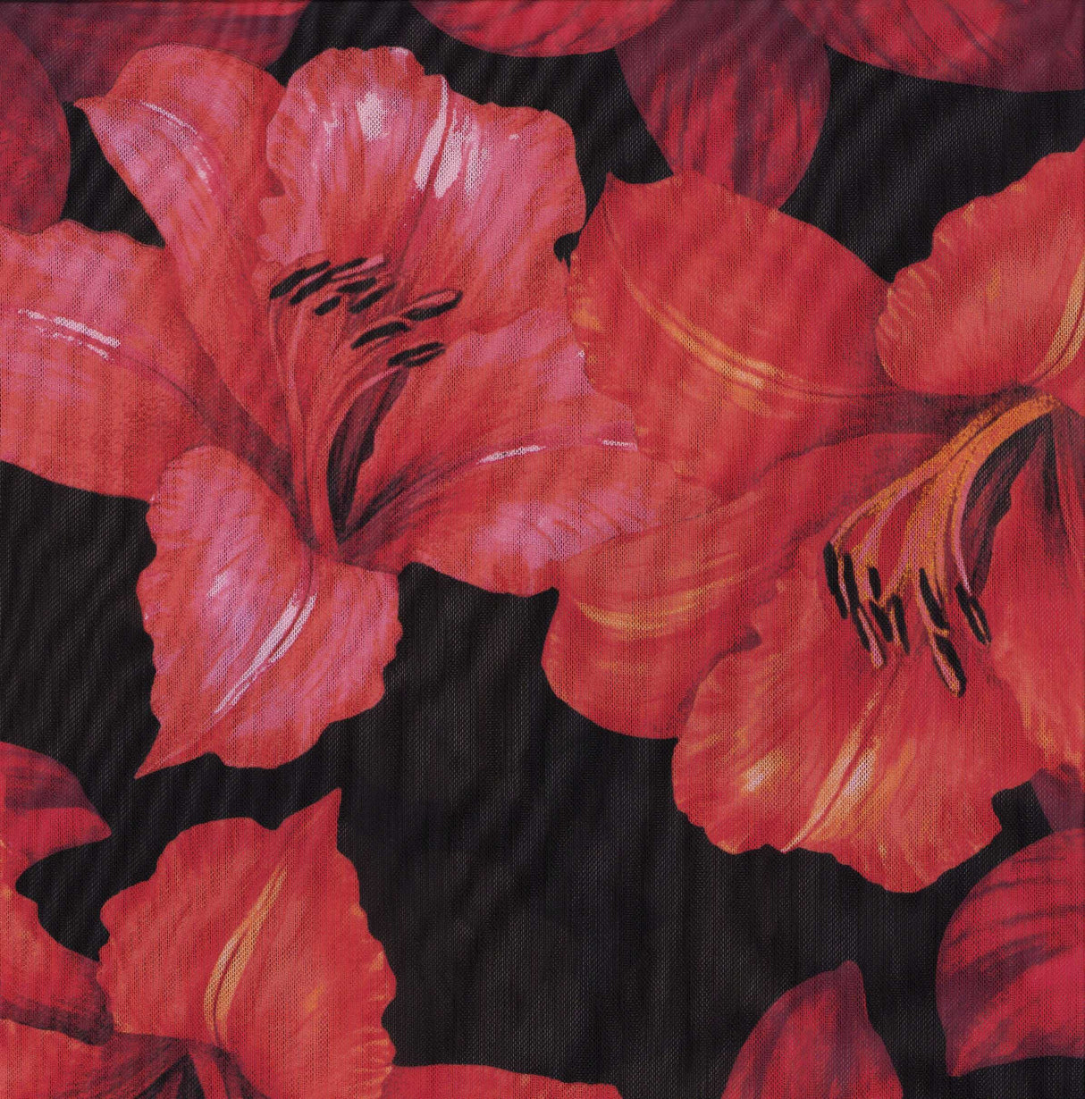 F250631B-005DTP C1/BLACK/RED EXCLUSIVE PRINTS