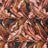 PH250012-005DTP C5/DEER/BLACK EXCLUSIVE PRINTS