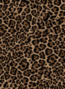 A250875-005DTP C3/CAMEL EXCLUSIVE PRINTS