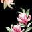 L250821-005DTP C3/BLK/CORAL EXCLUSIVE PRINTS