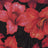 F250631B-005DTP C1/BLACK/RED EXCLUSIVE PRINTS