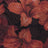 F250631B-005DTP BLACK/BROWN EXCLUSIVE PRINTS