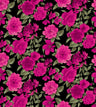 F250830B-005DTP C12/BLK/FUCHSIA EXCLUSIVE PRINTS