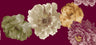F250805-005DTP C3/WINE/MAUVE EXCLUSIVE PRINTS