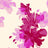F250969-005DTP C1/HIBISCUS EXCLUSIVE PRINTS