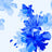 F250969-005DTP C5/BLUE EXCLUSIVE PRINTS