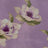 F250966-005DTP C6/LILAC EXCLUSIVE PRINTS