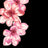 F250962-005DTP C5/BLK/PINK EXCLUSIVE PRINTS