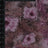 MP26007-005 C6/MAGENTA PRINTS