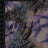 MP26005-005 C3/VIOLET PRINTS