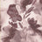 MP26011-005 C6/BROWN PRINTS